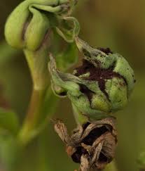 Attēlu rezultāti vaicājumam “Microbotryum tragopogonis - pratensis”