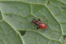 Attēlu rezultāti vaicājumam “Grypocoris sexguttatus”