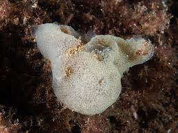 Attēlu rezultāti vaicājumam “Diderma subincarnatum sessile”