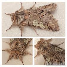 Attēlu rezultāti vaicājumam “Diloba caeruleocephala larva”