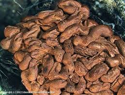 Attēlu rezultāti vaicājumam “Arcyria stipata spores”