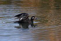 Attēlu rezultāti vaicājumam “Melanitta fusca male”