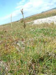 Attēlu rezultāti vaicājumam “Juncus gerardii bud”