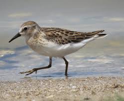 Image result for Calidris minutilla