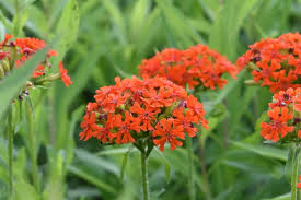 Attēlu rezultāti vaicājumam “Silene chalcedonica fruit”