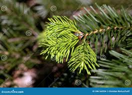 Attēlu rezultāti vaicājumam “Abies veitchii”