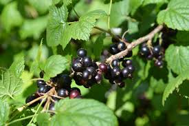 Attēlu rezultāti vaicājumam “Ribes nigrum fruit”