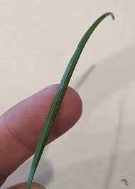 Attēlu rezultāti vaicājumam “Poa trivialis leaf”