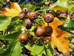 Attēlu rezultāti vaicājumam “Sorbus”