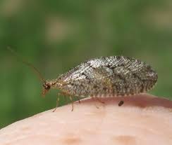 Attēlu rezultāti vaicājumam “Hemerobiidae”