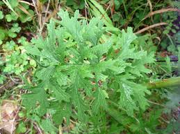 Attēlu rezultāti vaicājumam “Jacobaea vulgaris leaf”