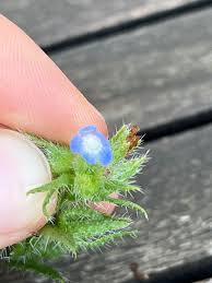 Attēlu rezultāti vaicājumam “Anchusa arvensis”