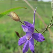 Attēlu rezultāti vaicājumam “Consolida regalis bud”