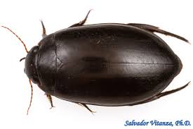 Attēlu rezultāti vaicājumam “Dytiscidae”