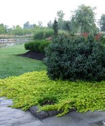 Attēlu rezultāti vaicājumam “Lysimachia nummularia”