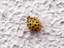 Attēlu rezultāti vaicājumam “Psyllobora vigintiduopunctata”