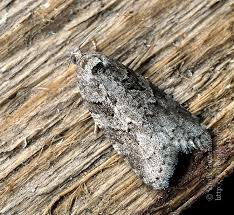 Attēlu rezultāti vaicājumam “Eana incanana”