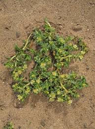 Attēlu rezultāti vaicājumam “Honckenya peploides fruit”