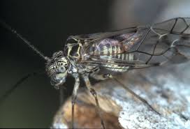 Attēlu rezultāti vaicājumam “Psococerastis gibbosa”