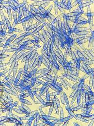 Attēlu rezultāti vaicājumam “Bryum funkii”