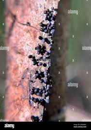 Attēlu rezultāti vaicājumam “Diachea leucopodia young”