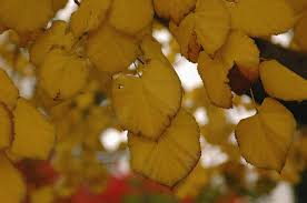 Attēlu rezultāti vaicājumam “Tilia tomentosa leaf”