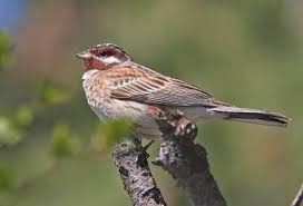Image result for Emberiza leucocephalos