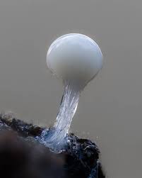 Attēlu rezultāti vaicājumam “Hemitrichia sp.”