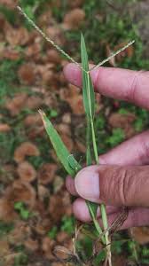 Attēlu rezultāti vaicājumam “Digitaria ischaemum”