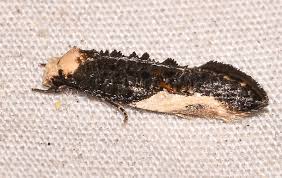 Attēlu rezultāti vaicājumam “Monopis monachella”