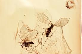 Attēlu rezultāti vaicājumam “Psychodidae”