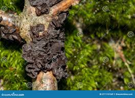 Attēlu rezultāti vaicājumam “Exidia recisa”