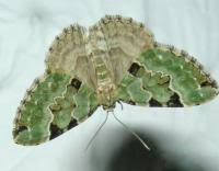 Attēlu rezultāti vaicājumam “Colostygia pectinataria”