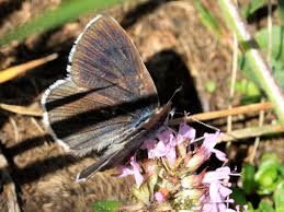 Attēlu rezultāti vaicājumam “Phengaris arion underside”
