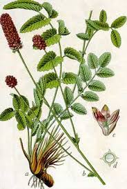 Image result for Sanguisorba officinalis