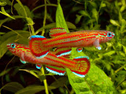 Image result for Aphyosemion