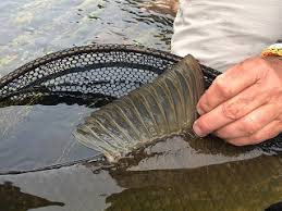 Image result for Moxostoma carinatum