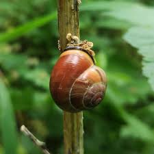 Attēlu rezultāti vaicājumam “Cepaea nemoralis”