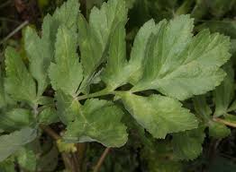 Attēlu rezultāti vaicājumam “Pastinaca sativa subsp. sylvestris leaf”