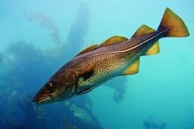 Image result for Gadus morhua