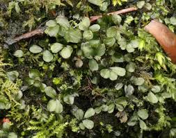 Attēlu rezultāti vaicājumam “Rhizomnium punctatum sporophyte”