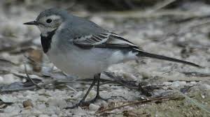 Attēlu rezultāti vaicājumam “Motacilla alba adult”