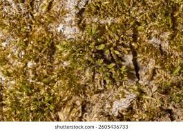 Attēlu rezultāti vaicājumam “Orthotrichum speciosum sporophyte”