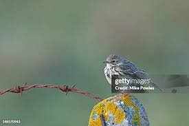 Image result for Anthus petrosus