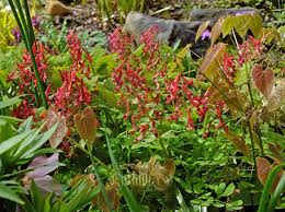 Attēlu rezultāti vaicājumam “Corydalis solida fruit”