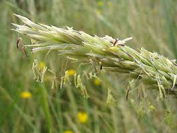 Attēlu rezultāti vaicājumam “Ammophila arenaria”