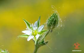 Attēlu rezultāti vaicājumam “Moehringia trinervia”