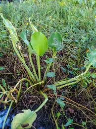 Attēlu rezultāti vaicājumam “Alismataceae”