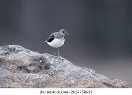 Attēlu rezultāti vaicājumam “Tringa ochropus”