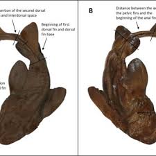 Image result for Ginglymostoma unami